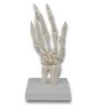Back view of human hand bone model with wrist joint and base