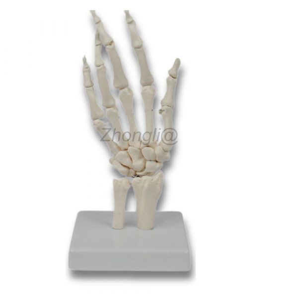 Back view of human hand bone model with wrist joint and base