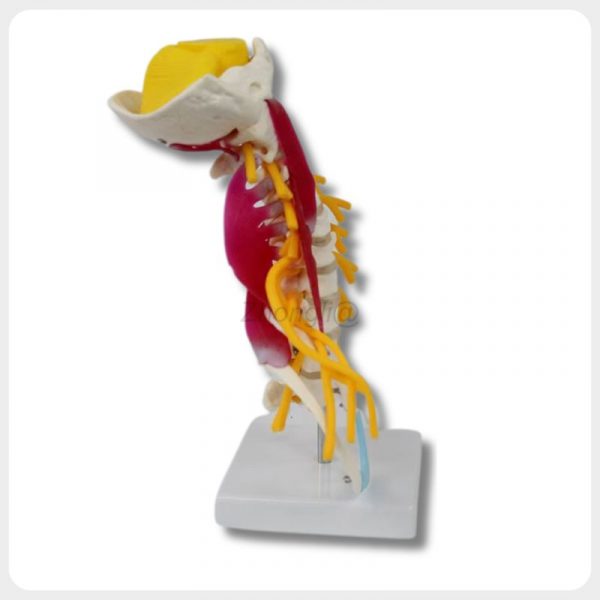 Side view of cervical spine model with nerves and muscles
