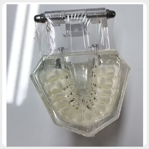 Transparent dental orthodontic model with hinged articulator for occlusion demonstration