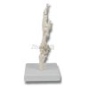 Anatomical hand joint model with stable base for orthopedic training