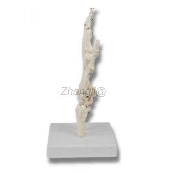 Anatomical hand joint model with stable base for orthopedic training