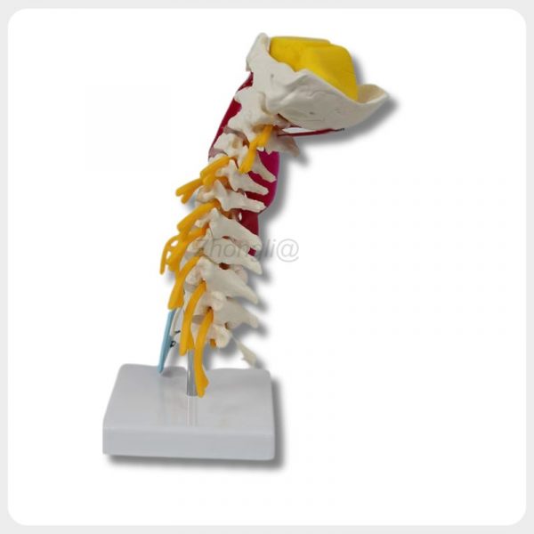 Cervical spine teaching model with stable base