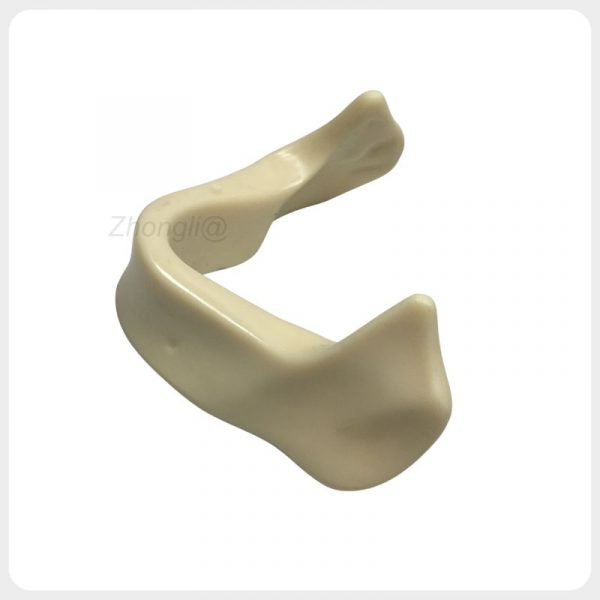 Cortical Cancellous Bone Implant Model Dental implant practice jaw bone model with cortical and cancellous bone structure