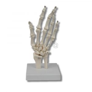 Human hand skeleton model with ulna and radius for anatomy teaching