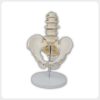 Lumbar spine model with pelvis nerves and stable base