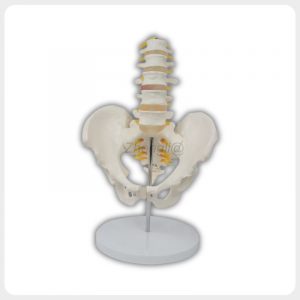Lumbar spine model with pelvis nerves and stable base
