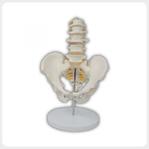 Lumbar spine model with pelvis nerves and stable base
