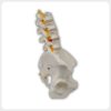 Side view of lumbar spine model with pelvis and nerves