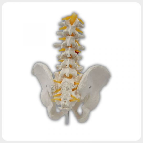 Back view of lumbar spine and pelvis model with nerves