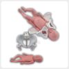 Obstetric Pelvis Model with Newborn Baby Obstetric pelvis model with detachable full-term newborn baby for delivery demonstration