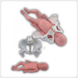 Obstetric Pelvis Model with Newborn Baby Obstetric pelvis model with detachable full-term newborn baby for delivery demonstration