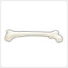 Femoral Head Shaft Bone Texture Anatomy Model Oblique view human femur showing femoral head neck shaft and distal condyles for orthopedic teaching