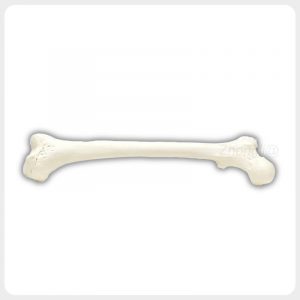 Femoral Head Shaft Bone Texture Anatomy Model Oblique view human femur showing femoral head neck shaft and distal condyles for orthopedic teaching