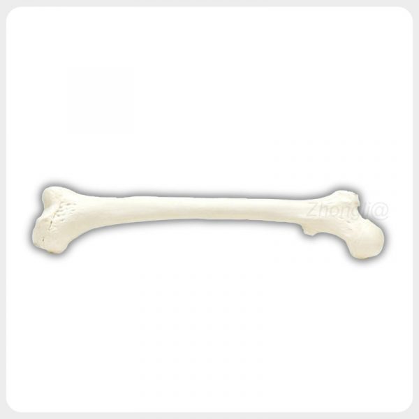 Femoral Head Shaft Bone Texture Anatomy Model Oblique view human femur showing femoral head neck shaft and distal condyles for orthopedic teaching