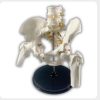 Female Pelvis Model Side View Side view of female pelvis model with lumbar spine and base stand for midwifery training