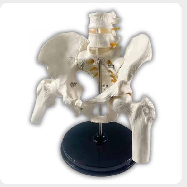 Female Pelvis Model Side View Side view of female pelvis model with lumbar spine and base stand for midwifery training
