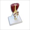 Oblique Patella Meniscus Human Knee Joint Model Oblique view of a human knee joint model showing the patella meniscus ligaments red thigh muscles and white display base.
