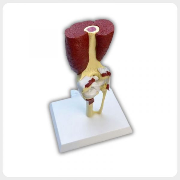 Oblique Patella Meniscus Human Knee Joint Model Oblique view of a human knee joint model showing the patella meniscus ligaments red thigh muscles and white display base.