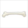 Distal Femoral Condyle Surface Teaching Anatomy Model Lateral view human femur showing distal femoral condyles shaft texture and proximal head for anatomy training