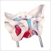 Oblique Obturator Foramen Female Pelvis Anatomy Model Oblique view female pelvis anatomy model showing obturator foramen pubic symphysis and pelvic floor muscles for anatomy teaching