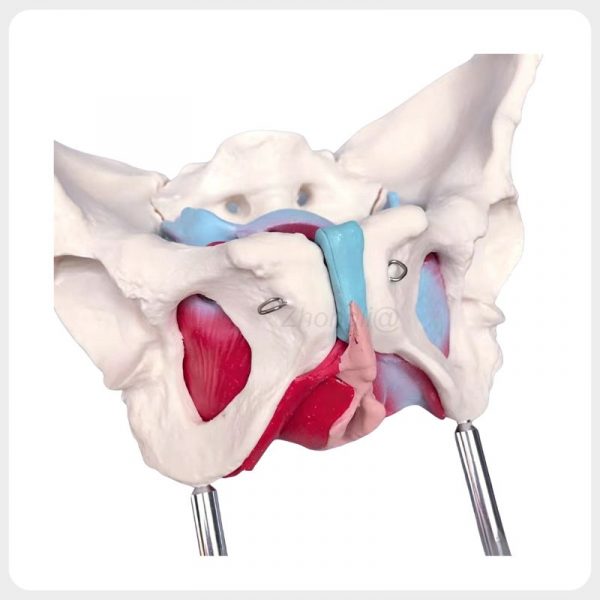 Oblique Obturator Foramen Female Pelvis Anatomy Model Oblique view female pelvis anatomy model showing obturator foramen pubic symphysis and pelvic floor muscles for anatomy teaching