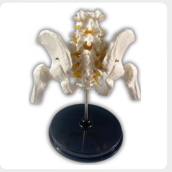 Obstetric Pelvis Model Rear View Rear view of obstetric pelvis teaching model showing sacrum and pelvic structure