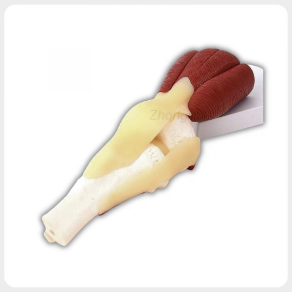 Lateral Patella Muscle Detail Human Knee Joint Model Lateral view of the human knee joint model showing the patella bone surface thigh muscles and surrounding joint connection details.