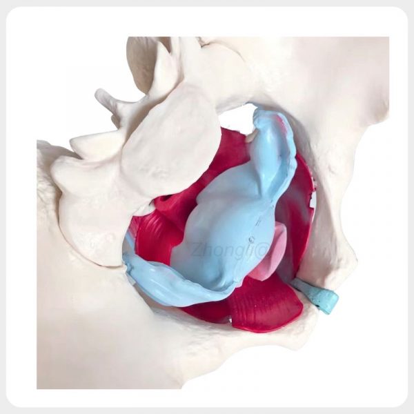 Lateral Pelvic Cavity Female Anatomy Teaching Model Lateral internal view female pelvis model showing pelvic cavity pelvic floor muscles and soft tissue for anatomy education