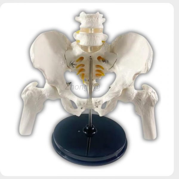 Obstetric Pelvis Model Front View Front view of obstetric pelvis model with lumbar spine and stable base stand for childbirth training