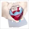 SK MS 005 Superior Pelvic Floor Female Pelvis Anatomy Model Superior view female pelvis anatomy model with pelvic floor muscles and pelvic cavity for medical teaching and demonstration
