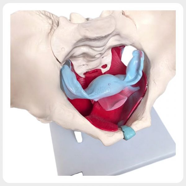 SK MS 005 Superior Pelvic Floor Female Pelvis Anatomy Model Superior view female pelvis anatomy model with pelvic floor muscles and pelvic cavity for medical teaching and demonstration