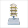 Anterior Vertebral Body Lumbar Teaching Model Anterior view lumbar spine model showing vertebral bodies intervertebral discs and nerve roots for medical education