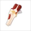 Dissected Knee Joint Patellar Ligament Anatomy Model Oblique view of disassembled knee anatomy model highlighting tibial tuberosity and joint capsule inserts for rehabilitation lectures