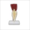 Life Size Knee Muscle Model with Stand Posterior view of full knee joint anatomy model mounted on a durable display base for clinical display