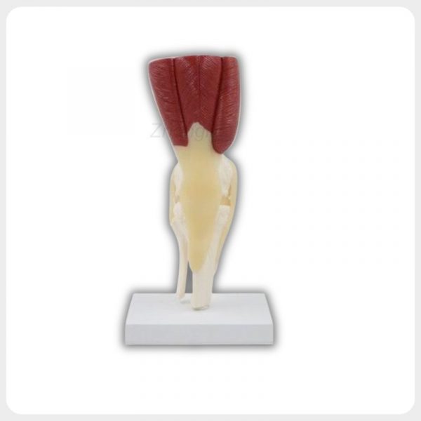 Life Size Knee Muscle Model with Stand Posterior view of full knee joint anatomy model mounted on a durable display base for clinical display