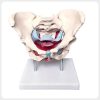 Anterior Pelvic Floor Female Pelvis Teaching Model Anterior view female pelvis anatomy model with pelvic floor muscles for gynecology teaching and pelvic rehabilitation training