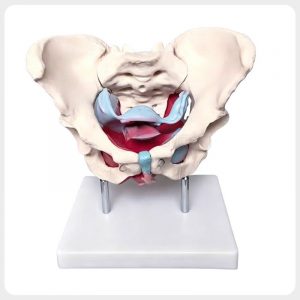 Anterior Pelvic Floor Female Pelvis Teaching Model Anterior view female pelvis anatomy model with pelvic floor muscles for gynecology teaching and pelvic rehabilitation training