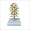 Posterior Nerve Root Lumbar Spine Model Posterior view lumbar spine model with visible spinous processes nerve roots and support stand for medical teaching