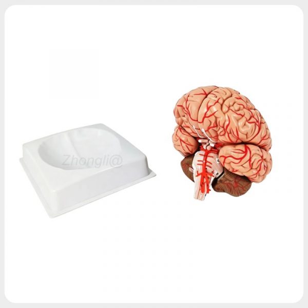 Brain Base Display Anatomical Teaching Model Anterior view showing human brain anatomy model placed beside white display base used for medical neuroscience education and anatomical structure demonstration
