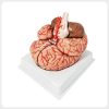 Cerebral Vessels Brain Structure Anatomical Model Front view human brain anatomy model showing cerebral cortex brainstem and vascular system detail used for neuroscience teaching demonstration