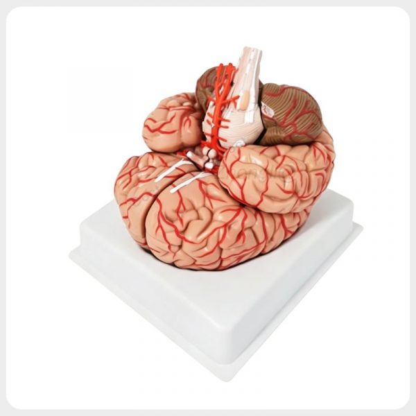 Cerebral Vessels Brain Structure Anatomical Model Front view human brain anatomy model showing cerebral cortex brainstem and vascular system detail used for neuroscience teaching demonstration