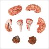 Multi Part Brain Sections Neuro Anatomy Set Model Exploded layout showing multiple detachable human brain sections including cerebrum cerebellum brainstem for advanced anatomy learning