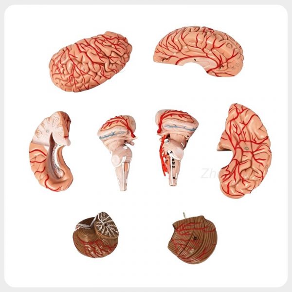 Multi Part Brain Sections Neuro Anatomy Set Model Exploded layout showing multiple detachable human brain sections including cerebrum cerebellum brainstem for advanced anatomy learning