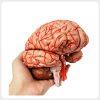 Hand Held Brain Vascular Anatomy Teaching Model Close up hand held human brain model showing cortical folds brainstem and vascular system for interactive anatomy education demonstration