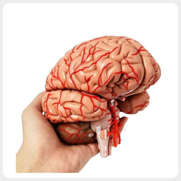 Hand Held Brain Vascular Anatomy Teaching Model Close up hand held human brain model showing cortical folds brainstem and vascular system for interactive anatomy education demonstration