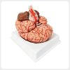 Brain Cross Section Detachable Neuro Anatomy Model Detailed brain anatomy model showing internal cross sections cerebellum brainstem and cortical structures used for advanced medical neuroscience teaching