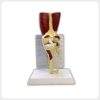 Anterior Ligament Display Human Knee Anatomy Model Anterior view of a human knee anatomy model on a white base showing thigh muscles patella meniscus cruciate ligaments tibia fibula and joint structures.