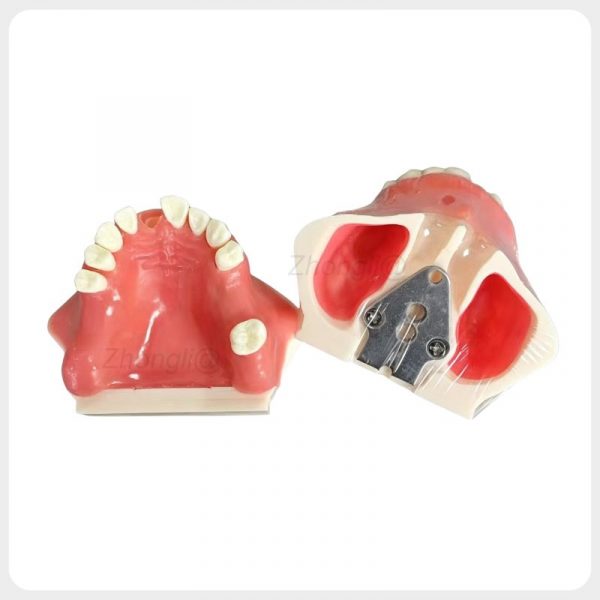 Maxillary sinus lift training model showing bilateral sinus cavities and mounting plate