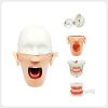 Dental phantom head with removable face shell and replaceable typodont dental phantom head replaceable typodont components.jpg